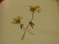 image/jpeg thumbnail