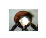 image/jpeg thumbnail