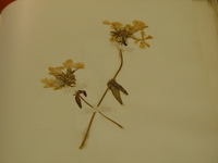 image/jpeg thumbnail